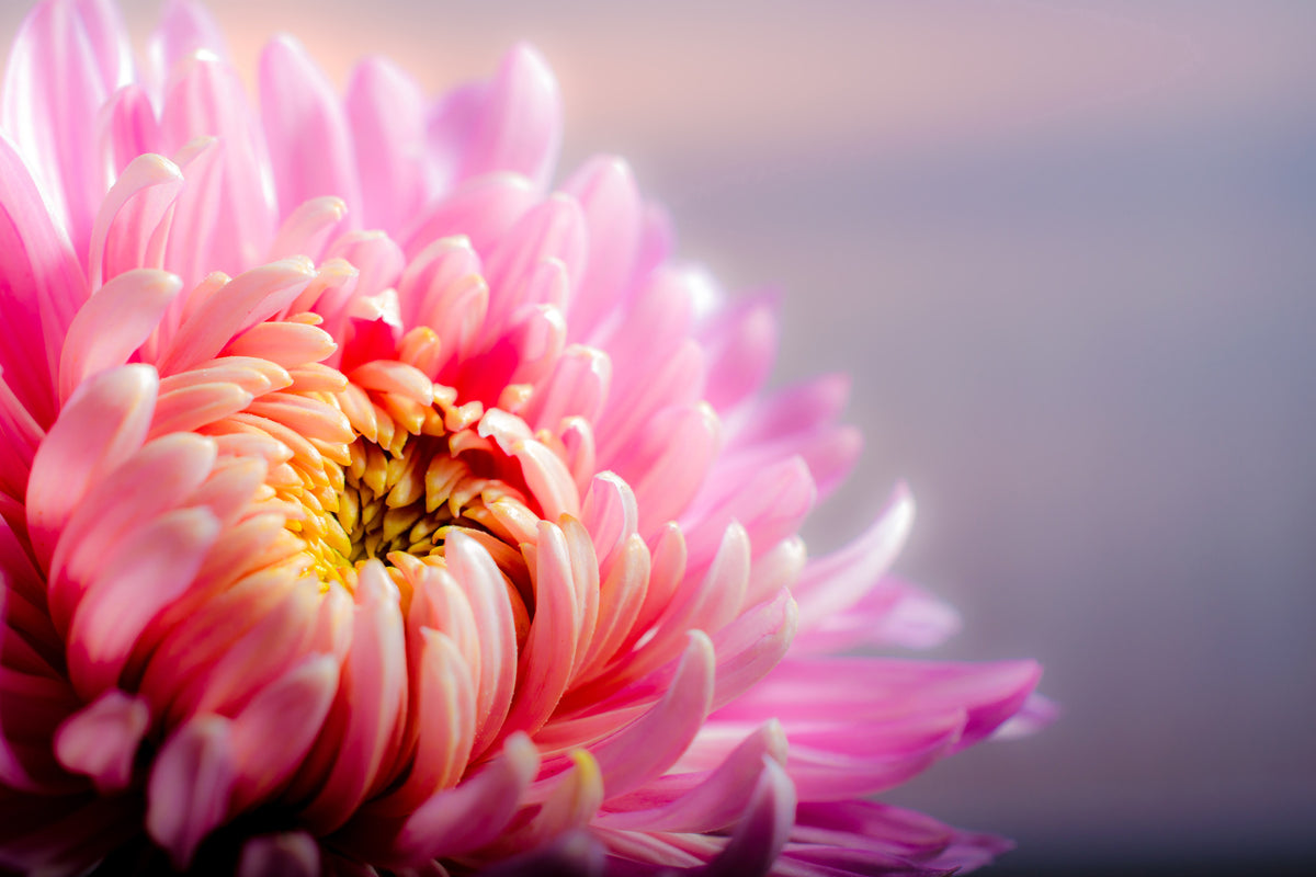 canvas-print-macro-chrysanthemum