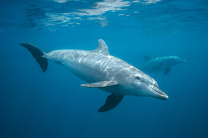modern-3-piece-canvas-print-curious-dolphin