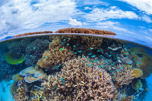 framedposter-print-split-level-from-mayotte-reef-x
