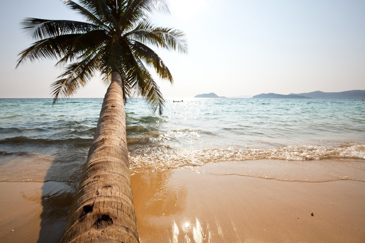 3-piece-canvas-print-palm