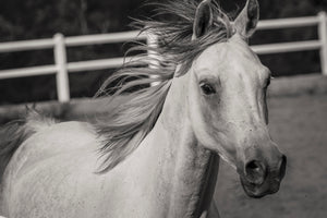3-piece-aluminium-print-there-is-a-horse