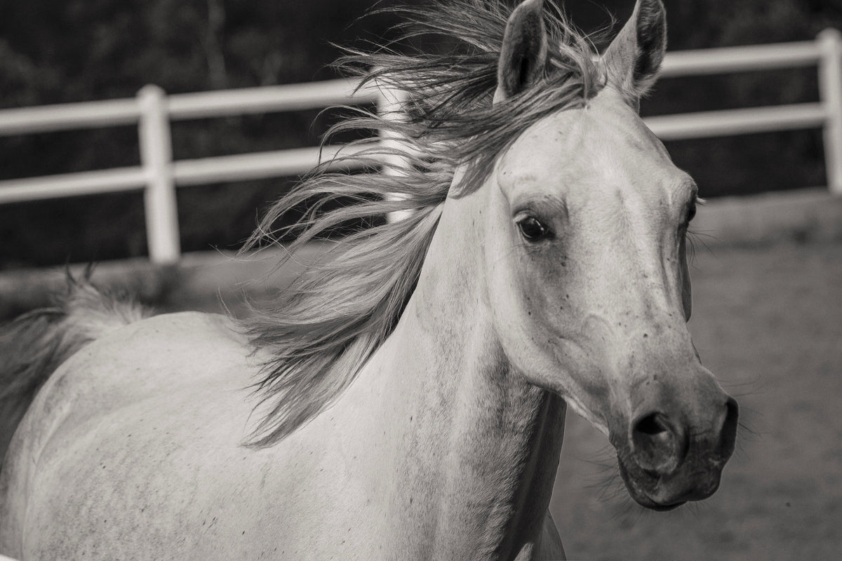 3-piece-aluminium-print-there-is-a-horse