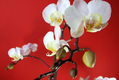 poster-print-white-orchids-on-red-wall