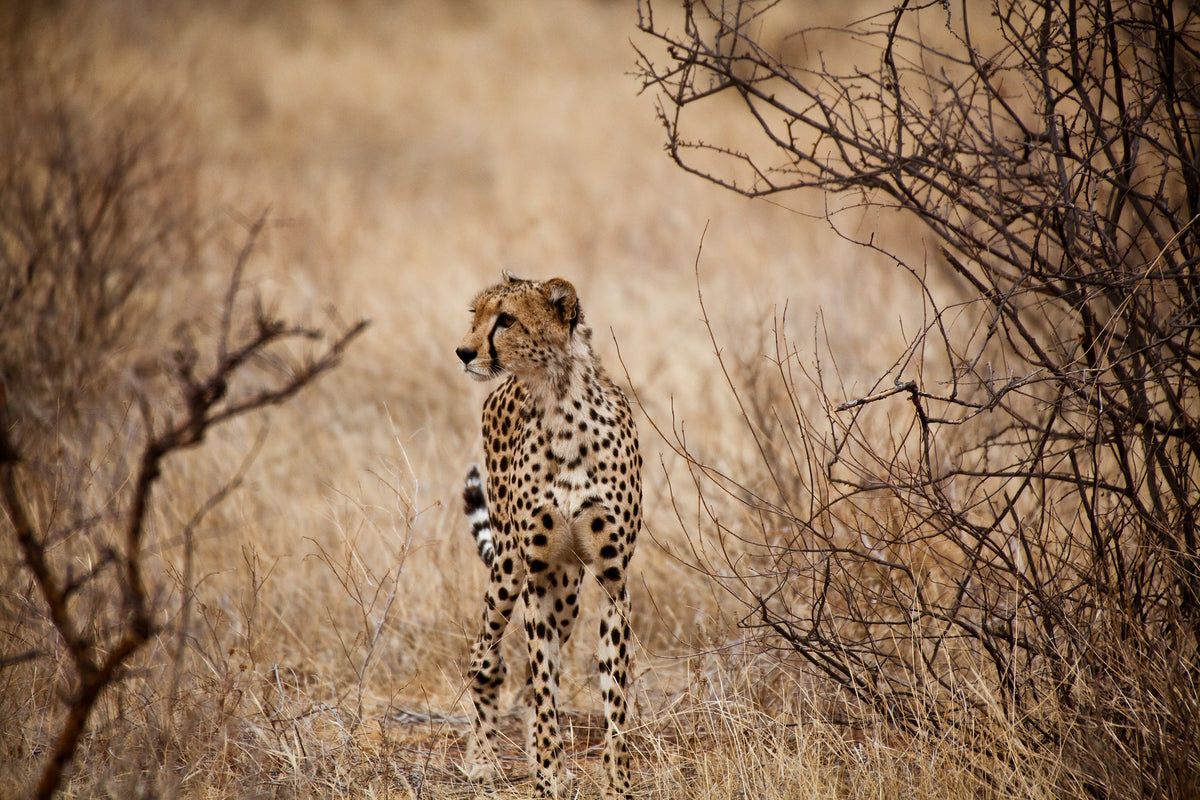 acrylic-print-elegant-cheetah
