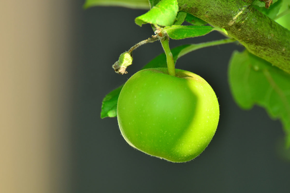 3-piece-canvas-print-green-apple
