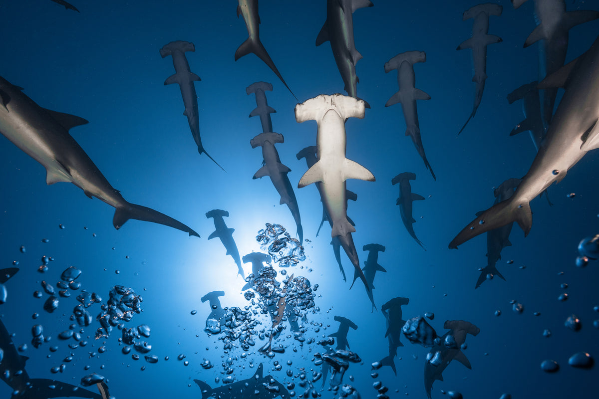 3-piece-canvas-print-hammerhead-shark