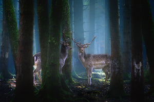 3-piece-acrylic-print-deers