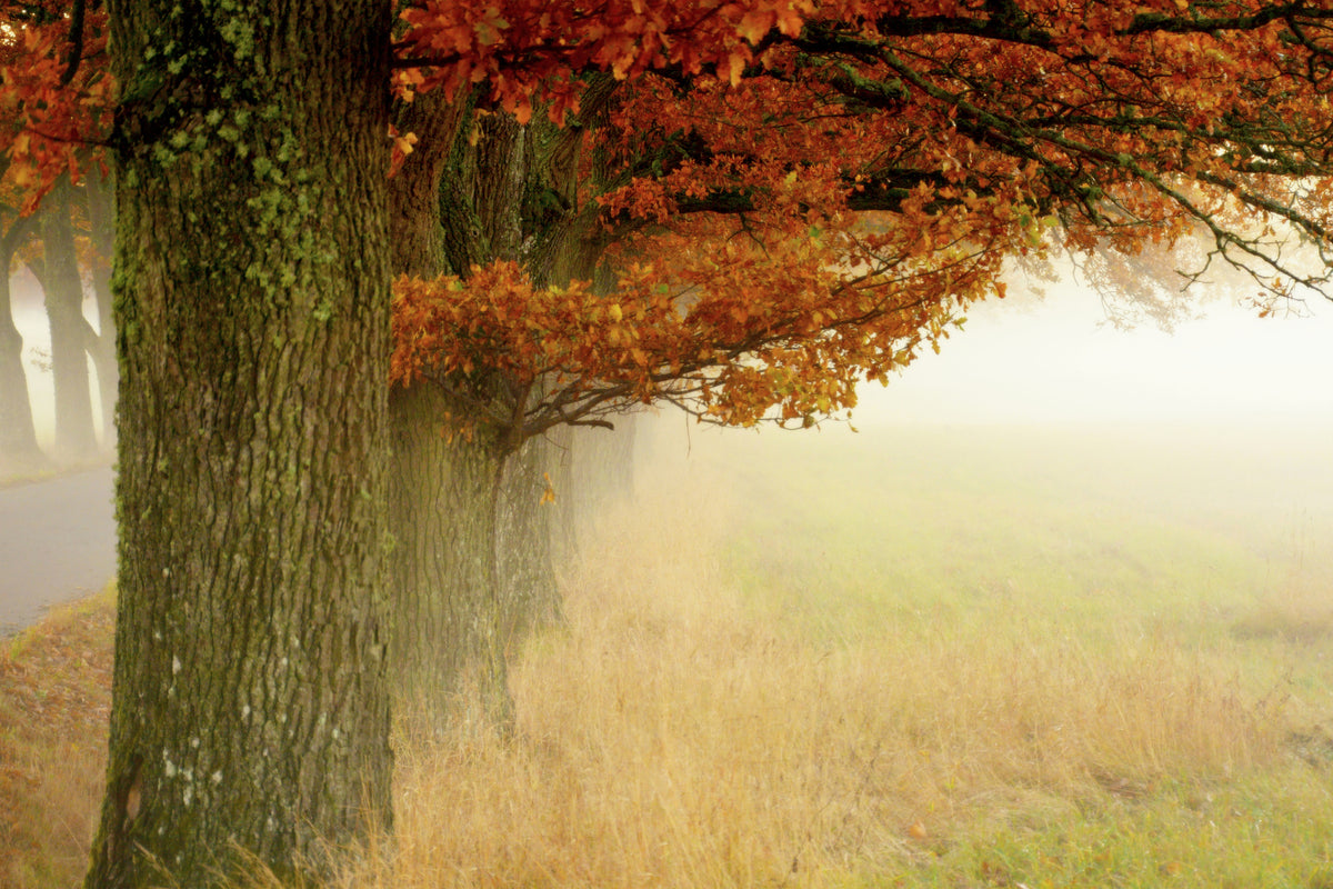 framedposter-print-autumn-fog-x
