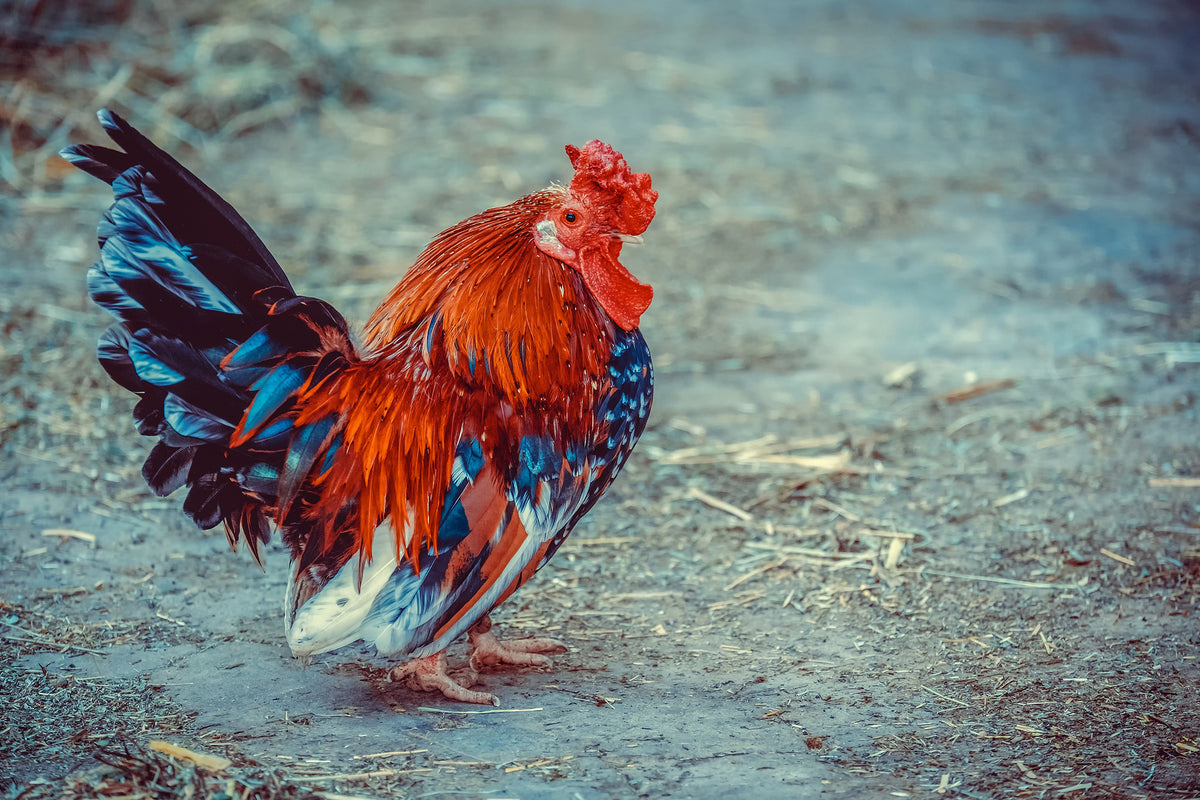 3-piece-aluminium-print-proud-cock