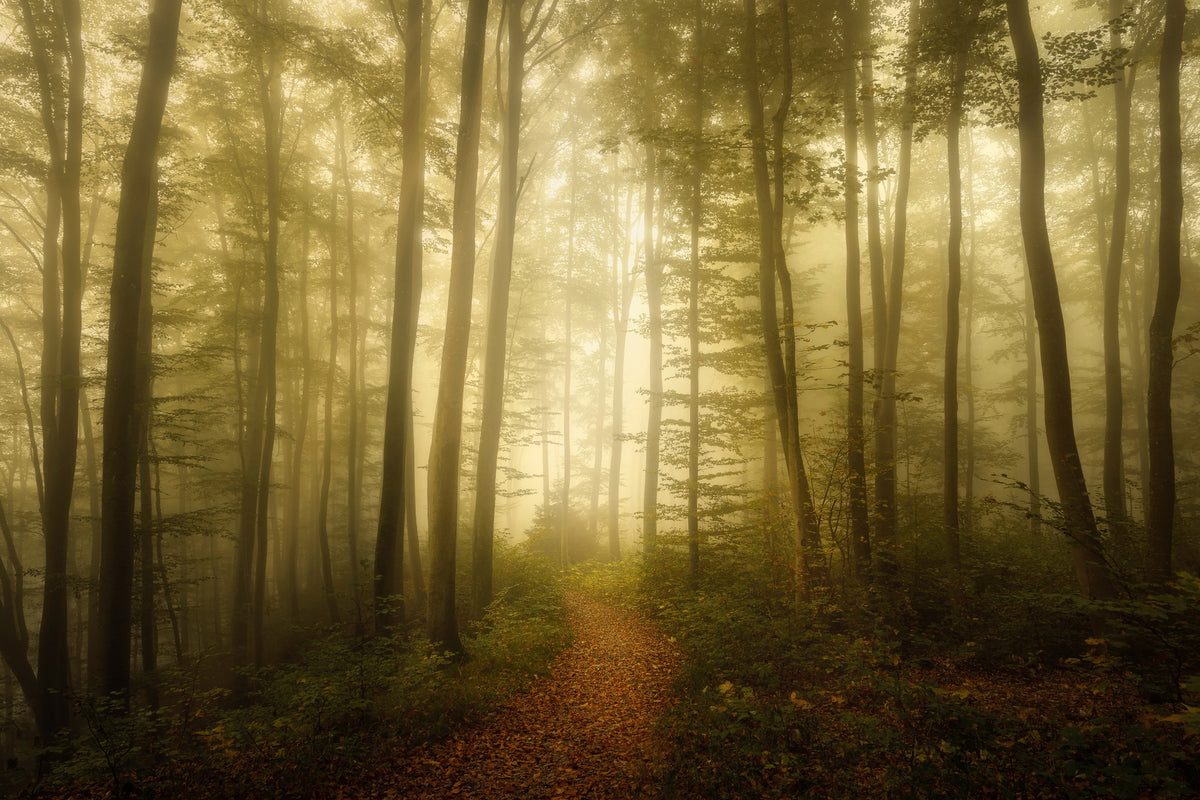 poster-print-charm-of-the-ephemeral-x