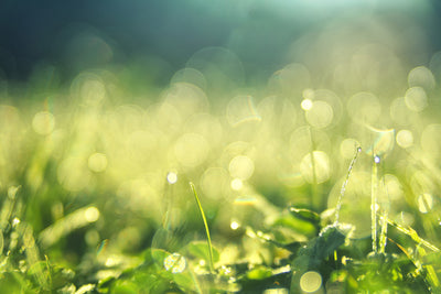 poster-print-in-the-meadow