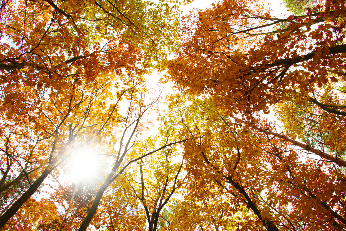 canvas-print-enlightened-autumn-trees