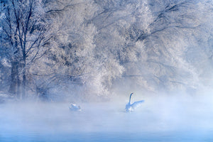 framedposter-print-swan-lake-x
