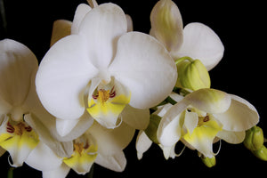 poster-print-white-orchids-in-bloom
