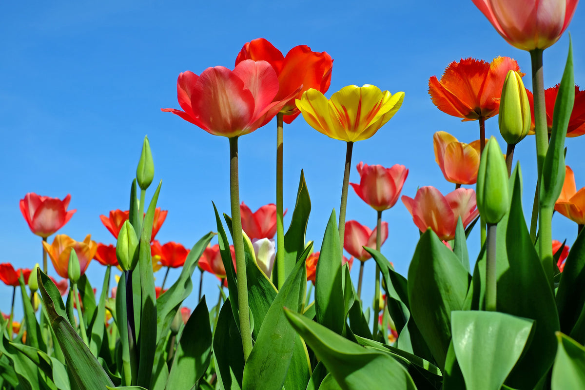 poster-print-wild-tulips