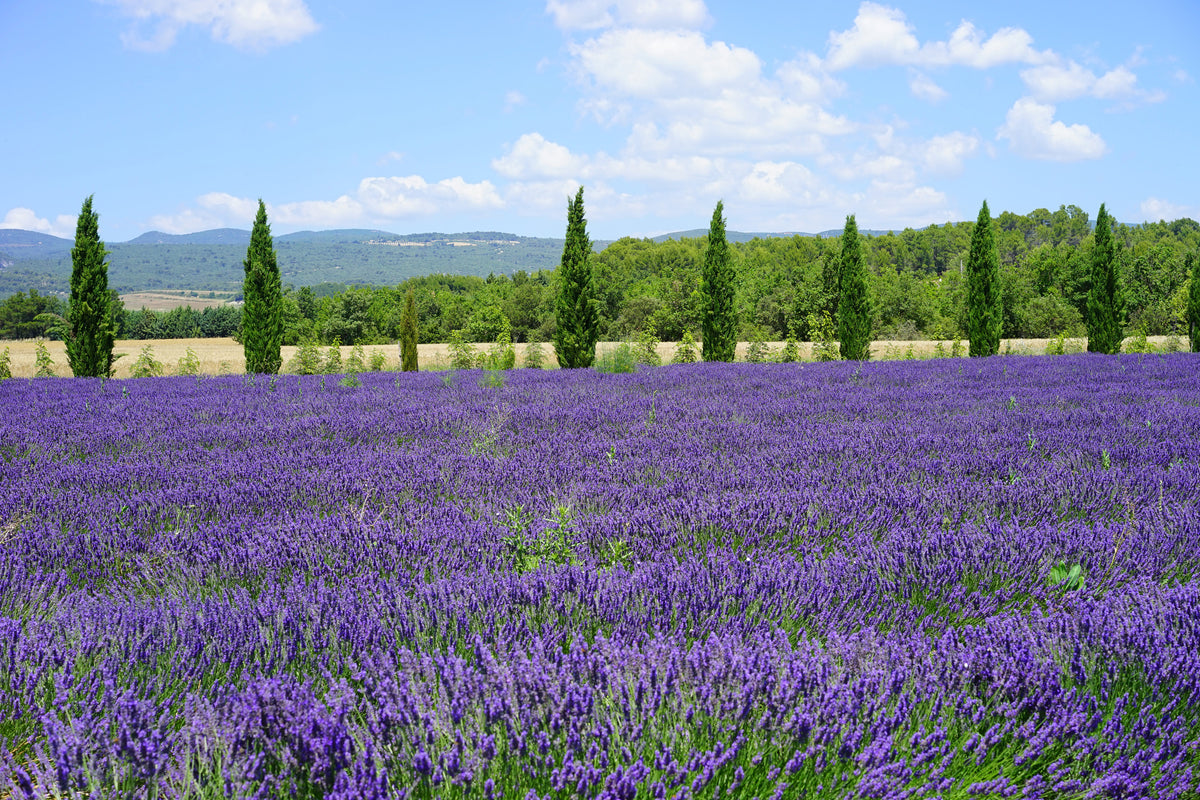 acrylic-print-magnificent-lavender-field