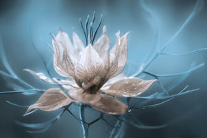framedposter-print-nigella