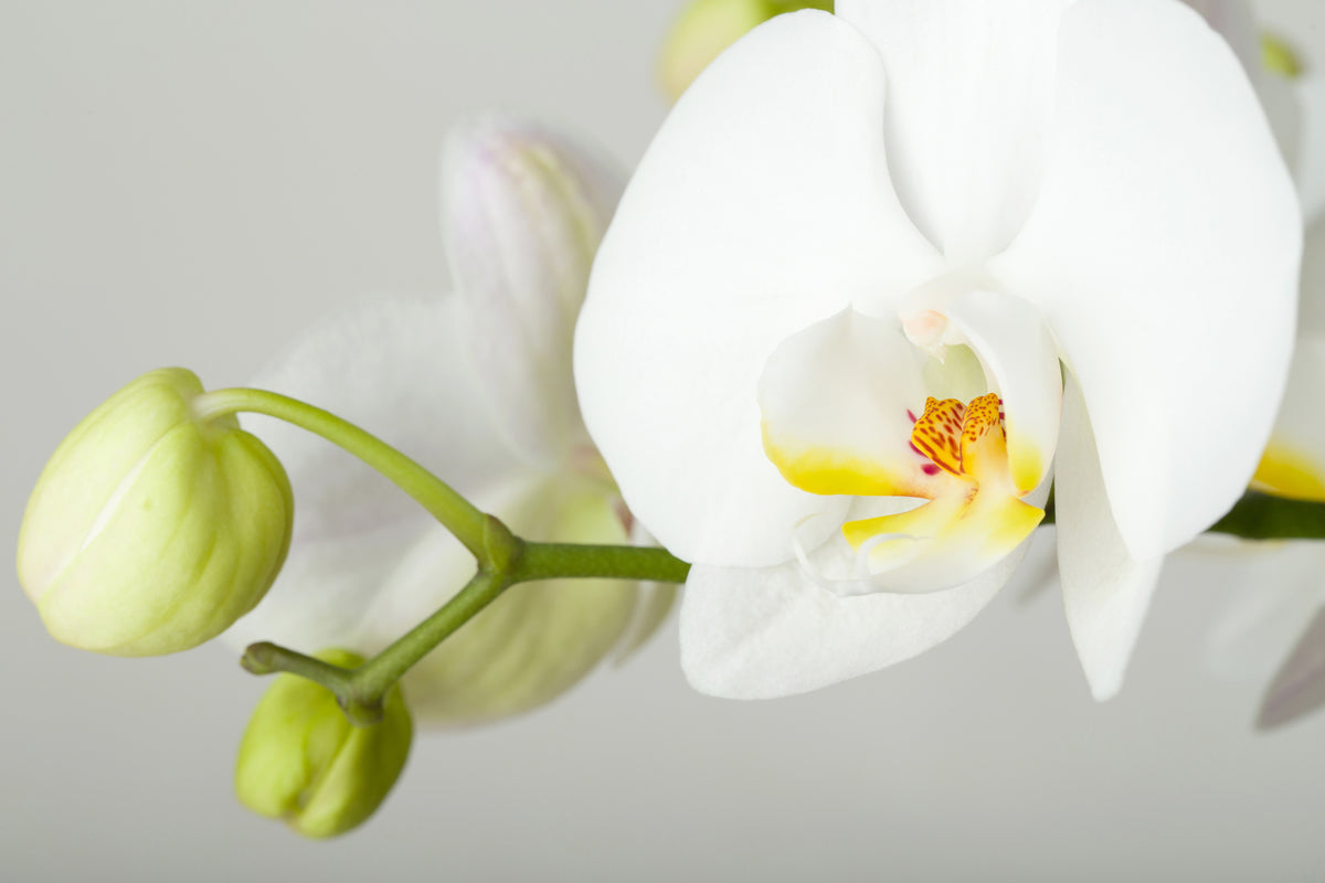 3-piece-canvas-print-giant-orchid