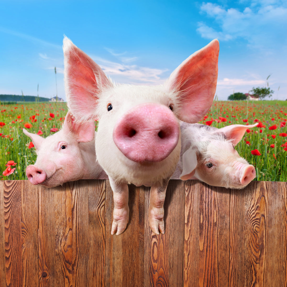 poster-print-pig-in-luck