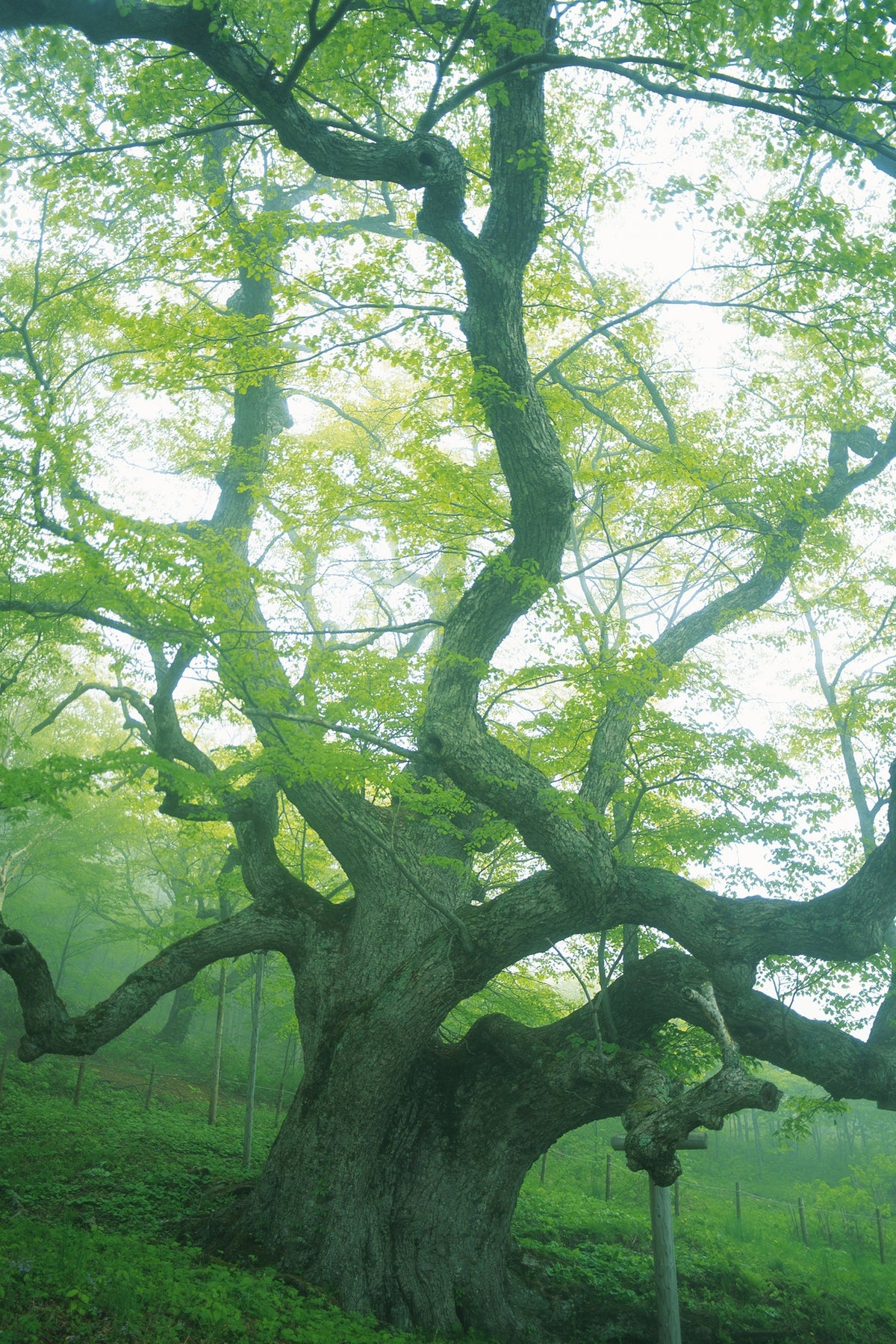 framedposter-print-the-old-tree