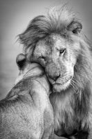 framedposter-print-african-love-x
