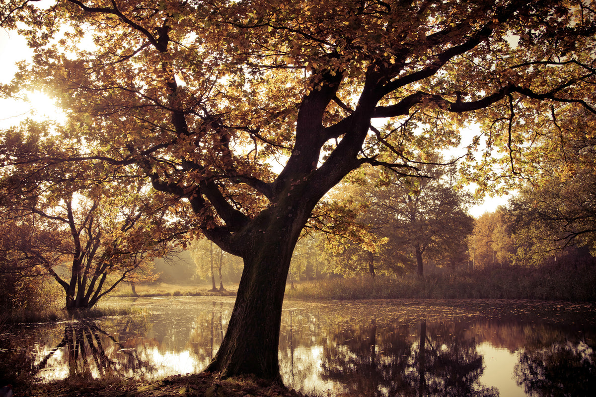 acrylic-print-landscape-park