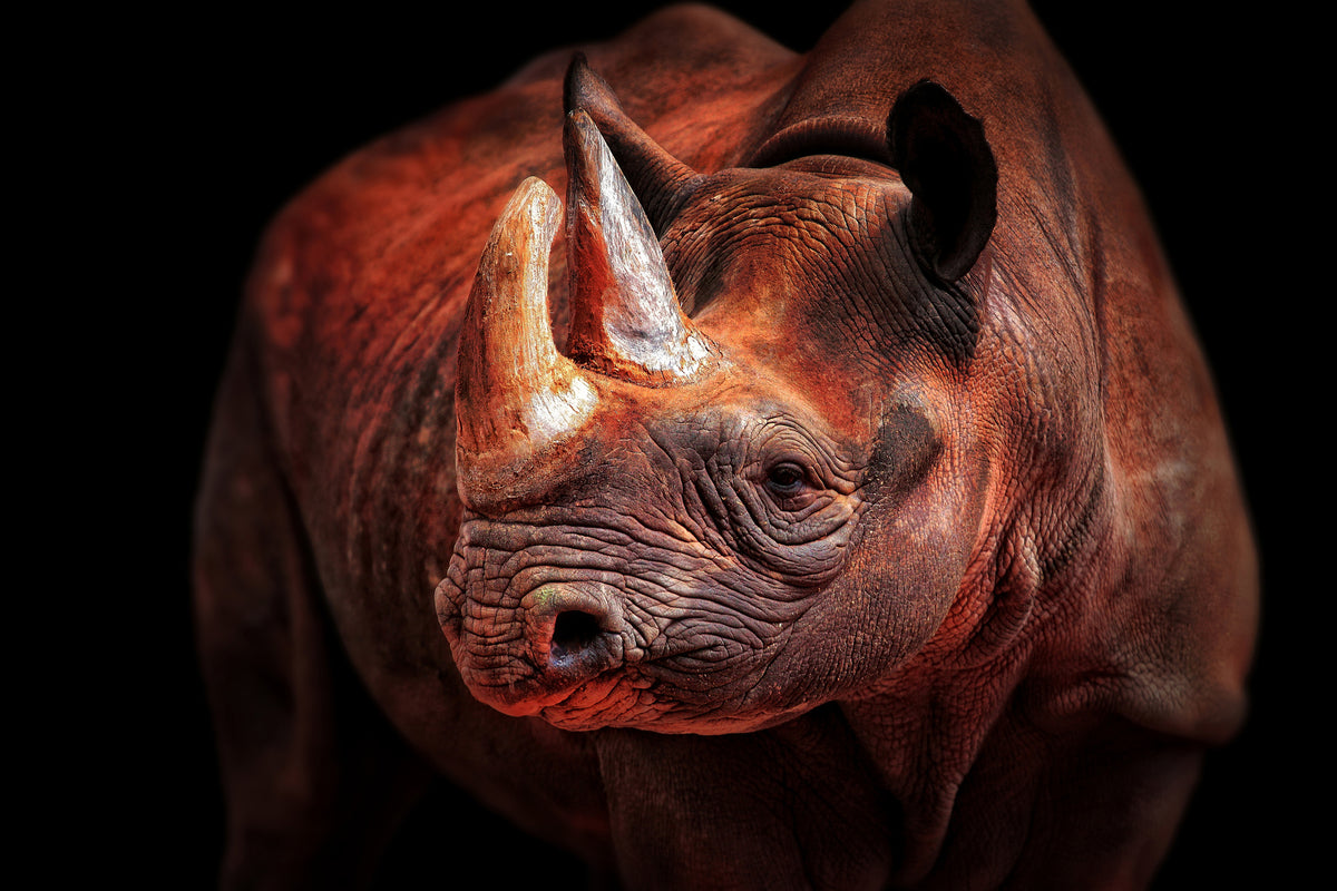 aluminium-print-rhino-posing-x