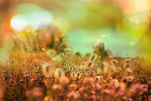 framedcanvas-print-flower-meadow-at-twilight