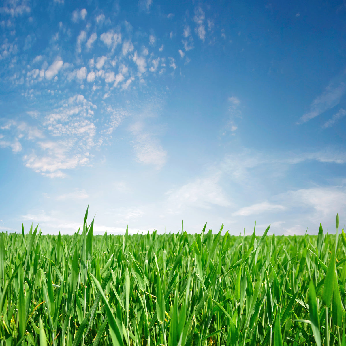 4-piece-canvas-print-the-grass