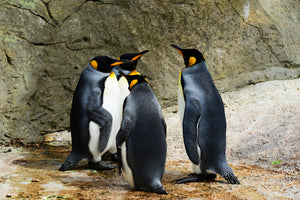 framedposter-print-king-penguins
