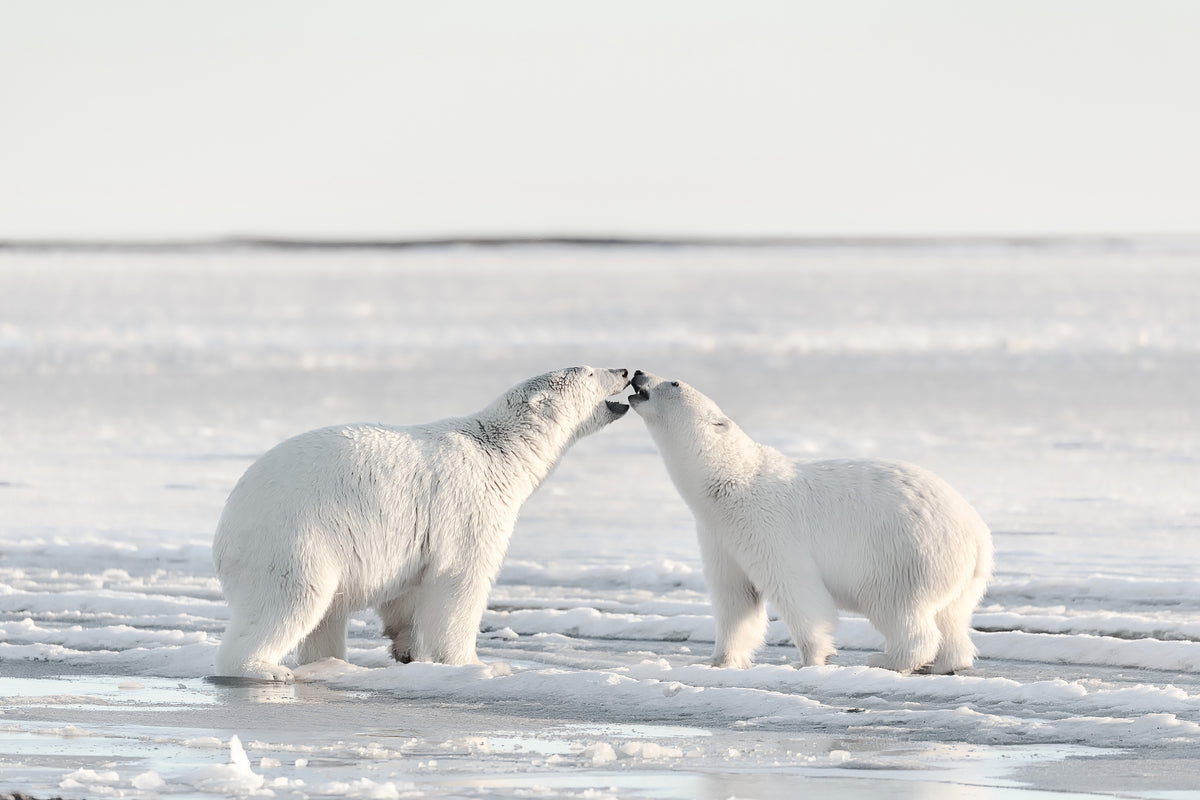 aluminium-print-morning-celebration-x