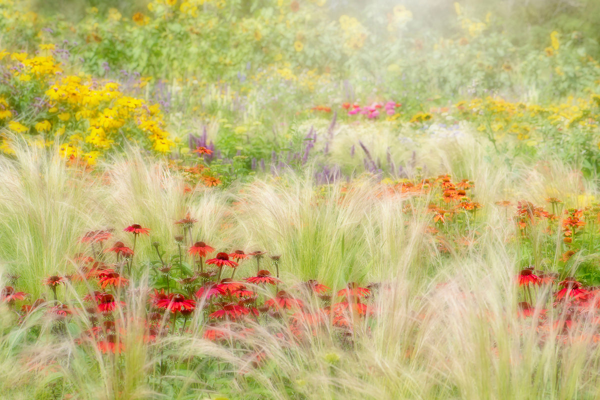canvas-print-summer-reverie-x