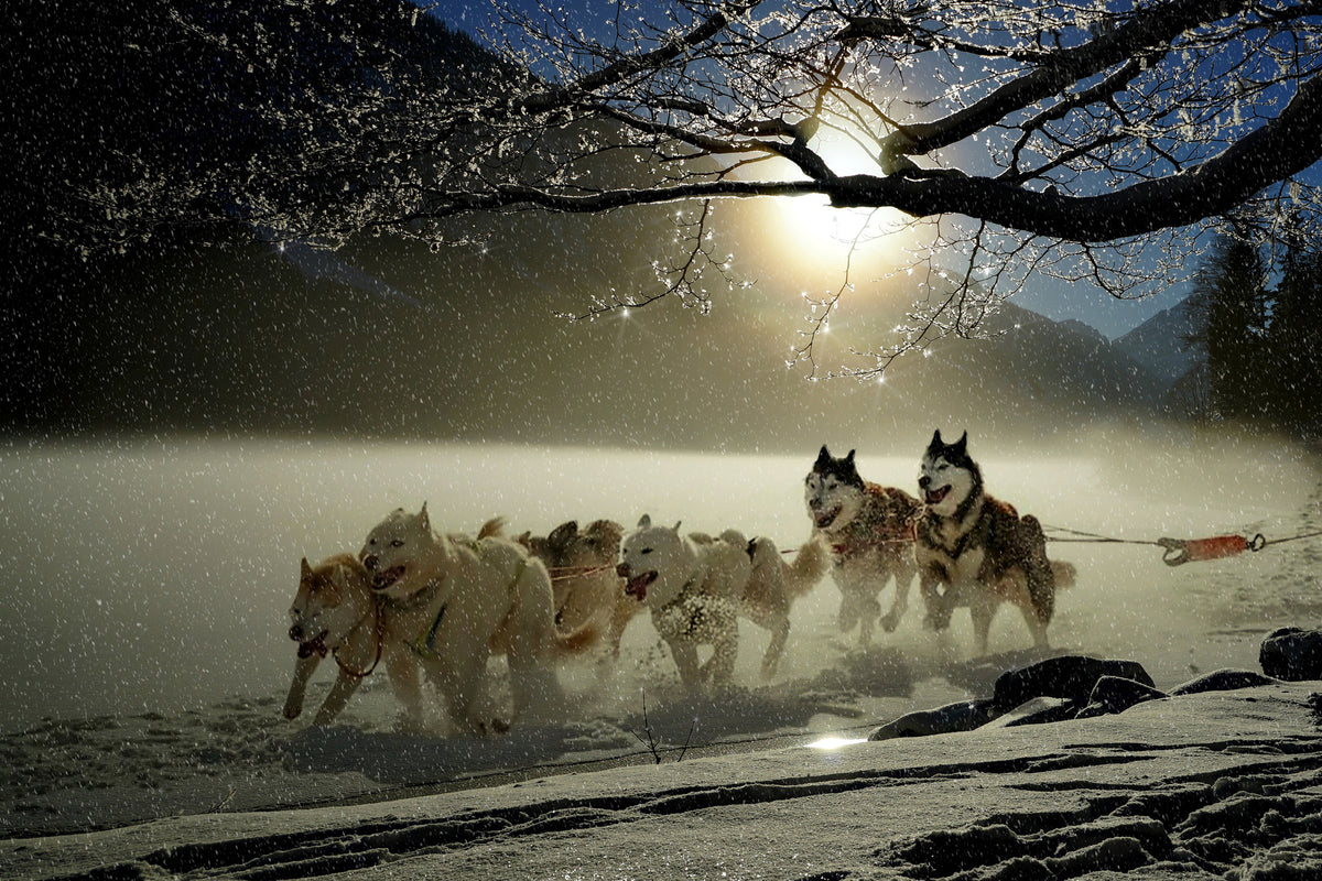 poster-print-huskies