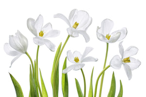 canvas-print-white-tulips-x