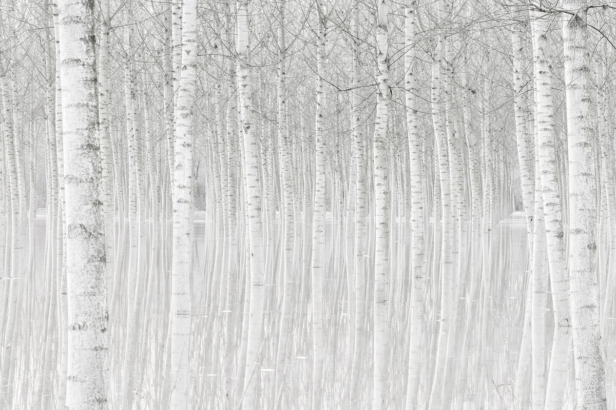 framedcanvas-print-trees