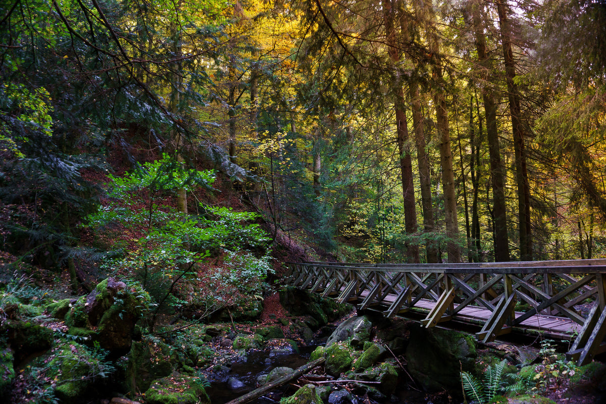 framedposter-print-the-forest-bridge