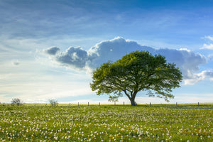 modern-3-piece-aluminium-print-spring-tree