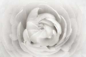 poster-print-ranunculus