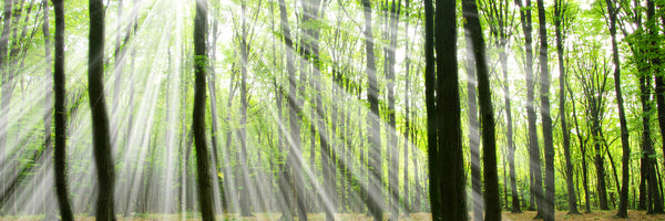 panoramic-3-piece-canvas-print-magic-light-in-the-trees-panorama