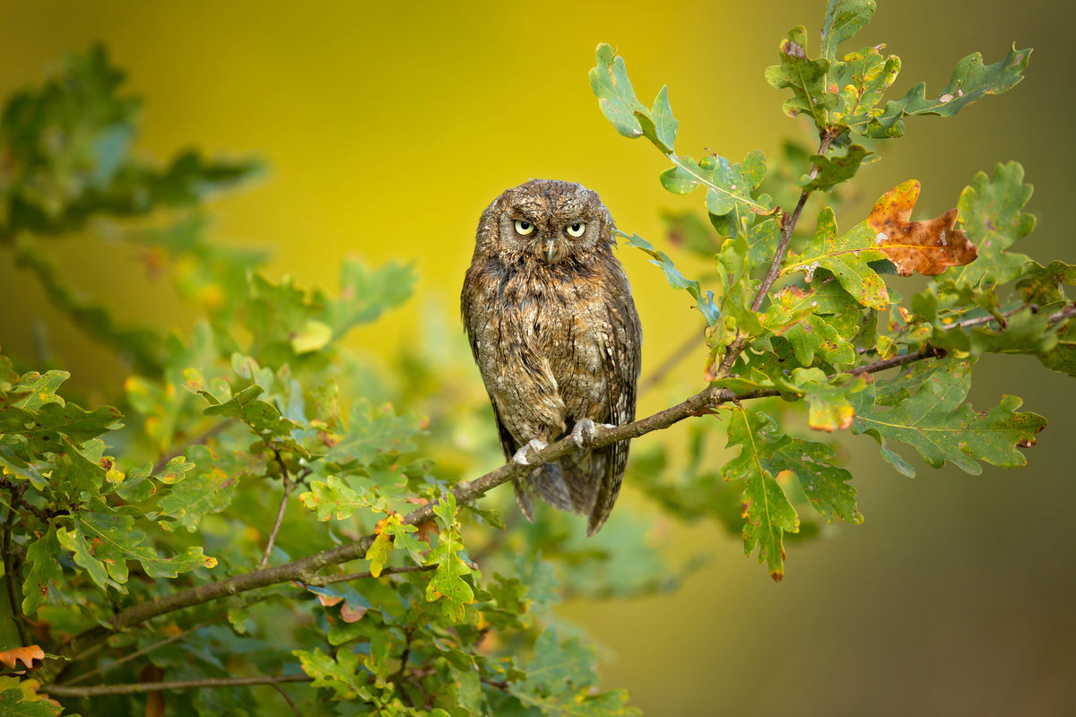 acrylic-print-eurasian-scops-owl-x