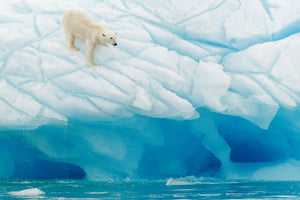 poster-print-polar-bear