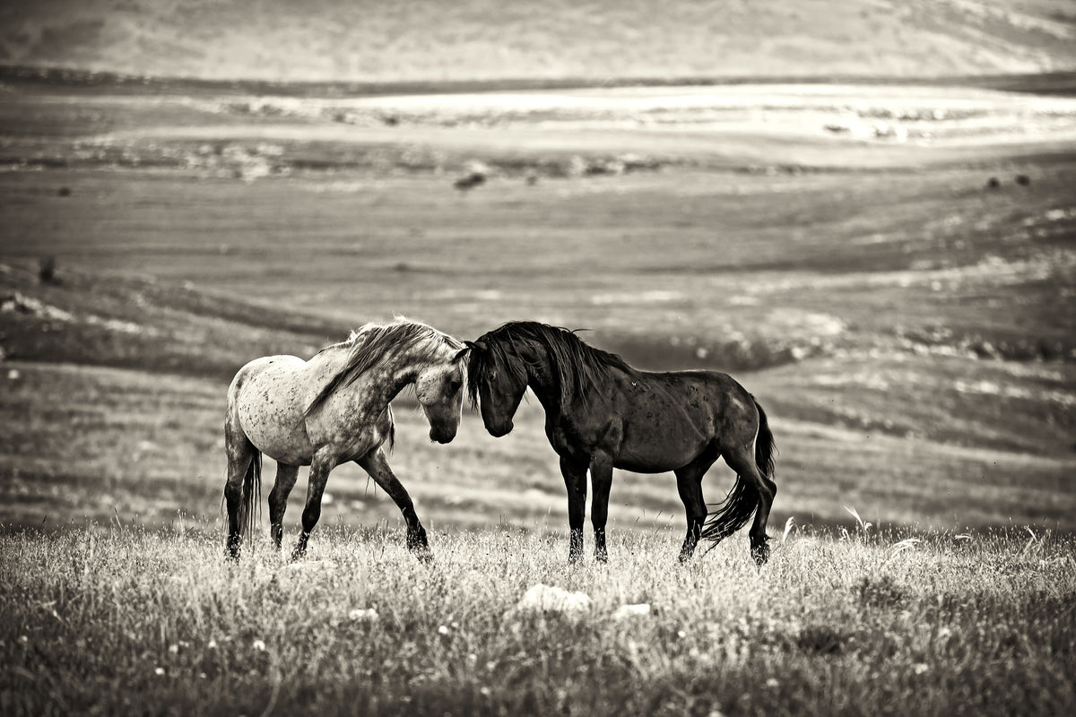 canvas-print-close-encounter-x