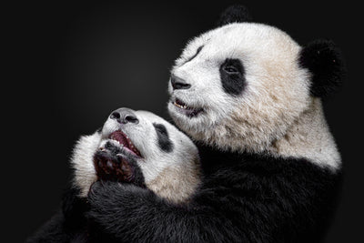 poster-print-pandas-x