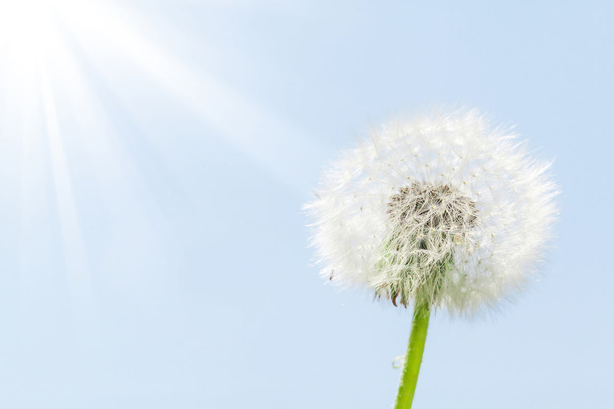 aluminium-print-dandelion-in-sunbeam