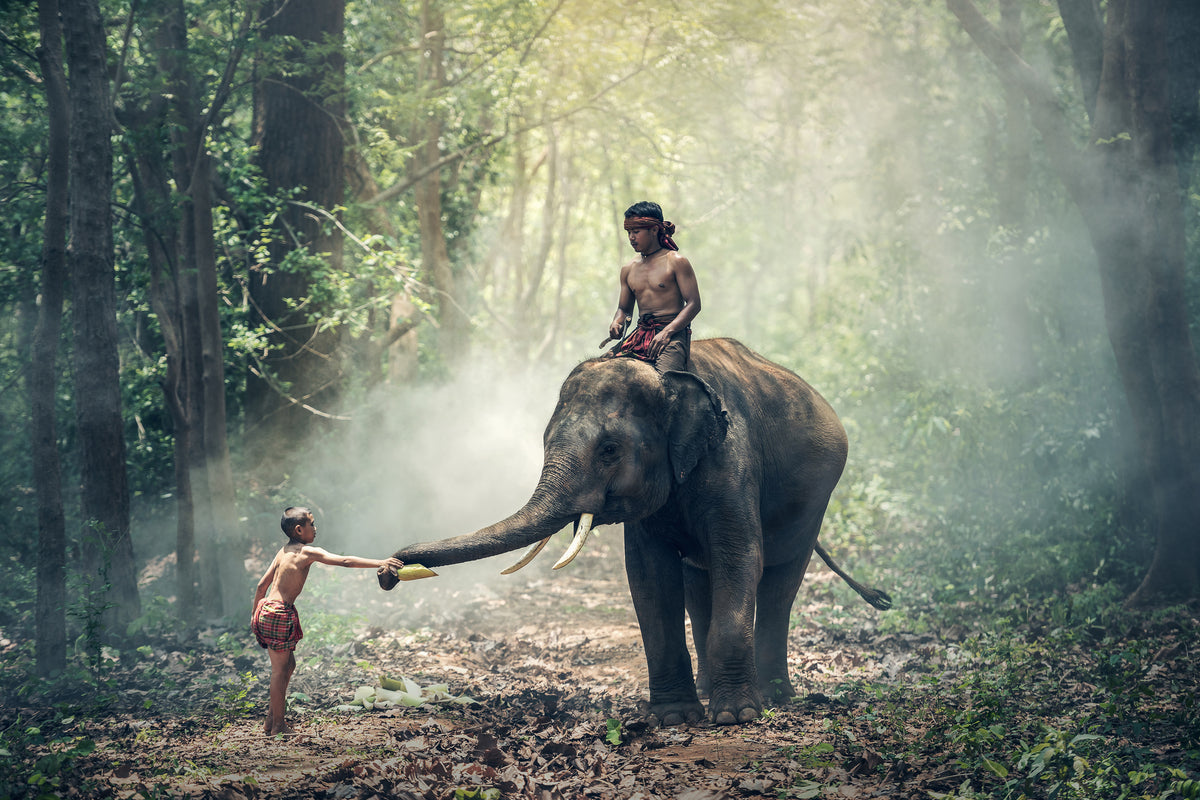 3-piece-acrylic-print-the-elephant-at-work
