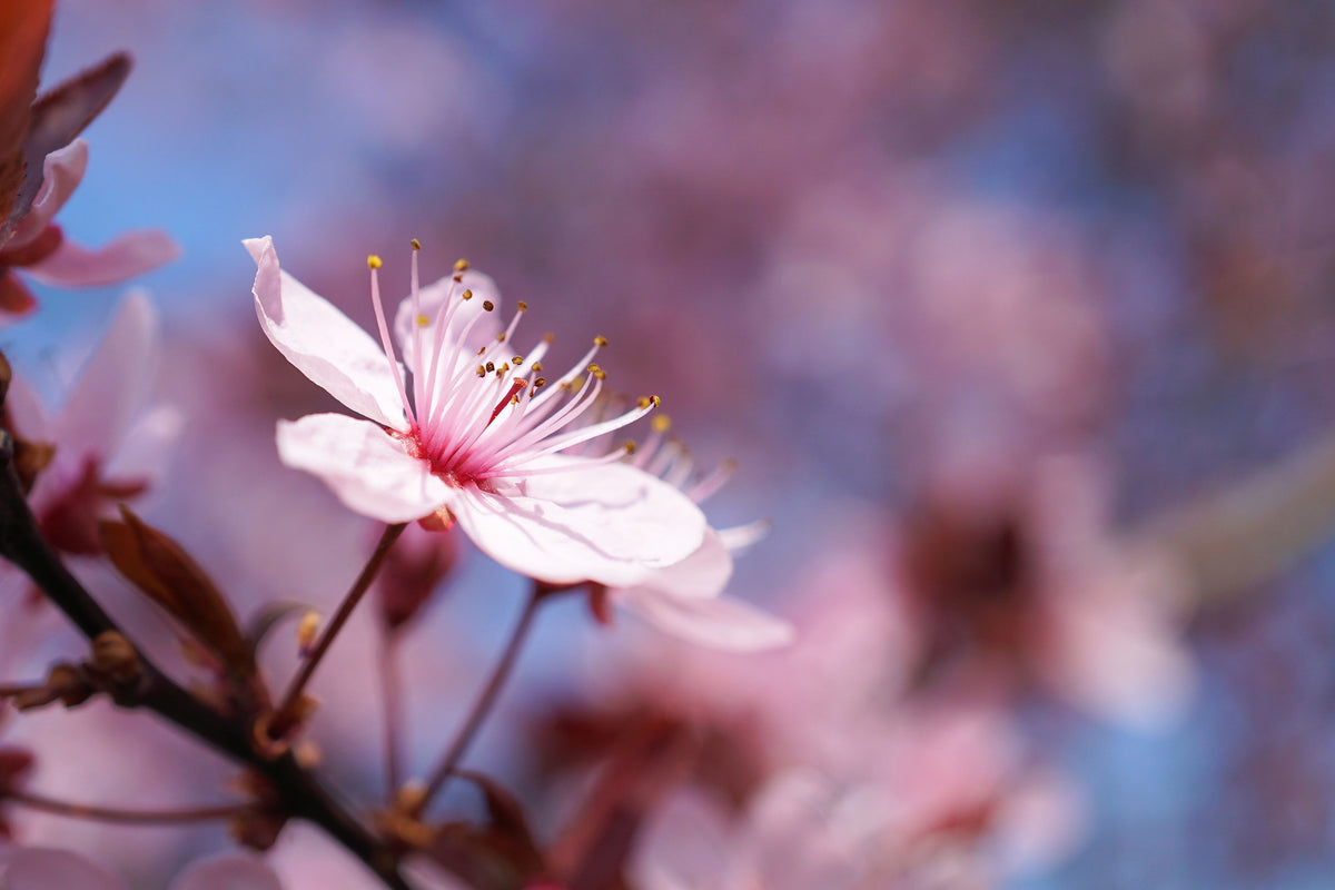 3-piece-aluminium-print-close-up-cherry-blossom