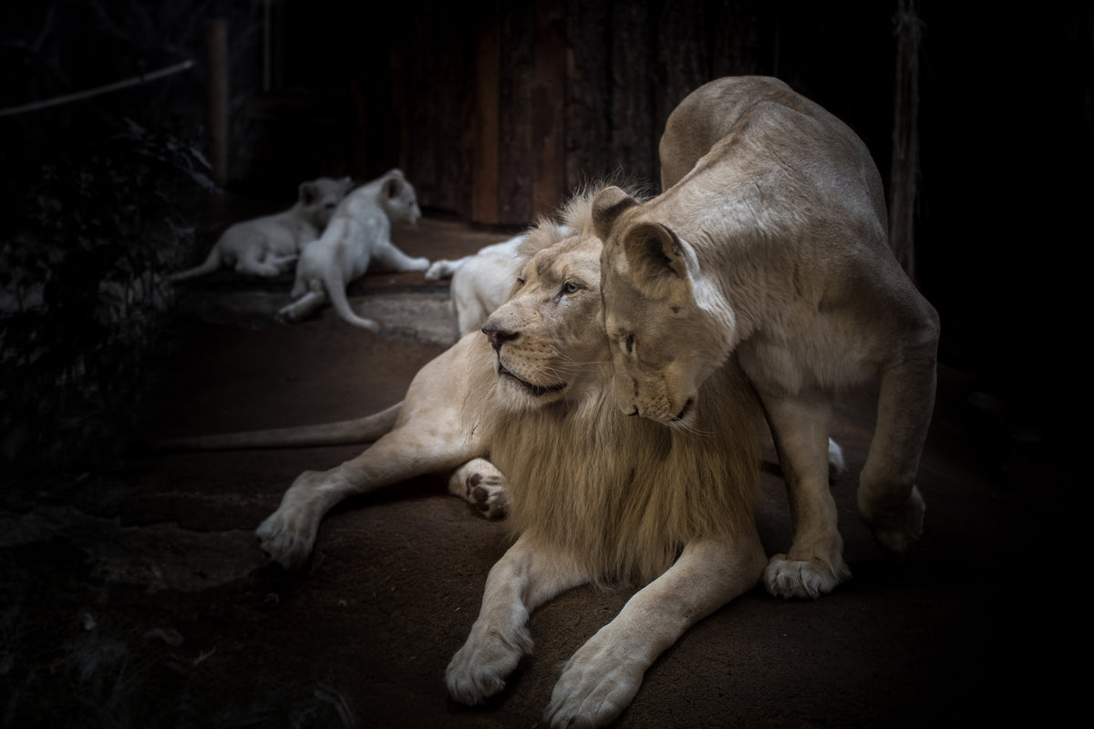 canvas-print-the-lion-couple