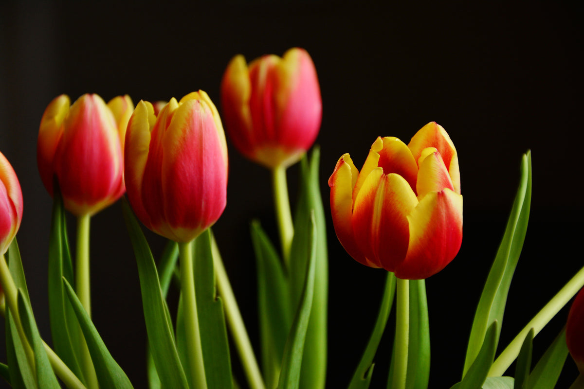 canvas-print-colorful-tulips