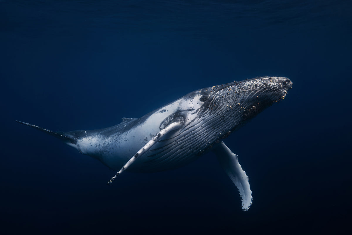 framedcanvas-print-humpback-whale-in-blue-x