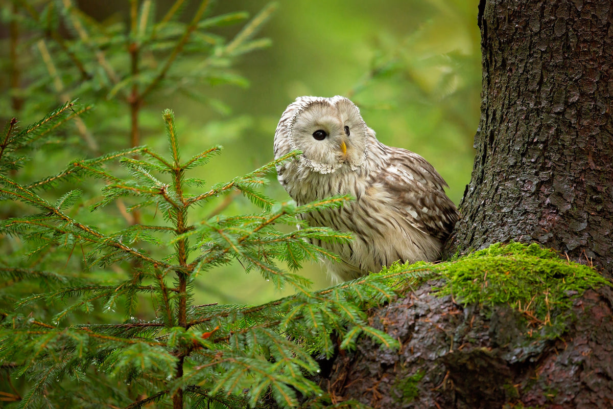 poster-print-ural-owl-x